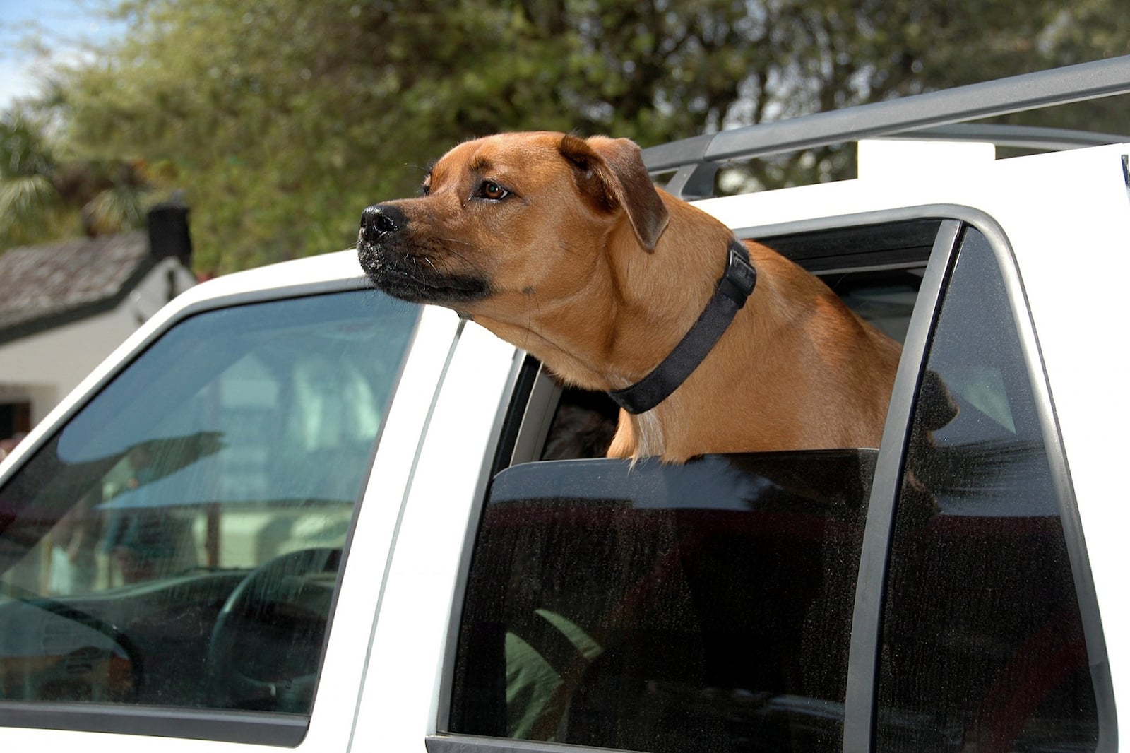 Florida, Köpeklerin Araba Camlarını Dışarı Çıkarmasını Yasaklıyor