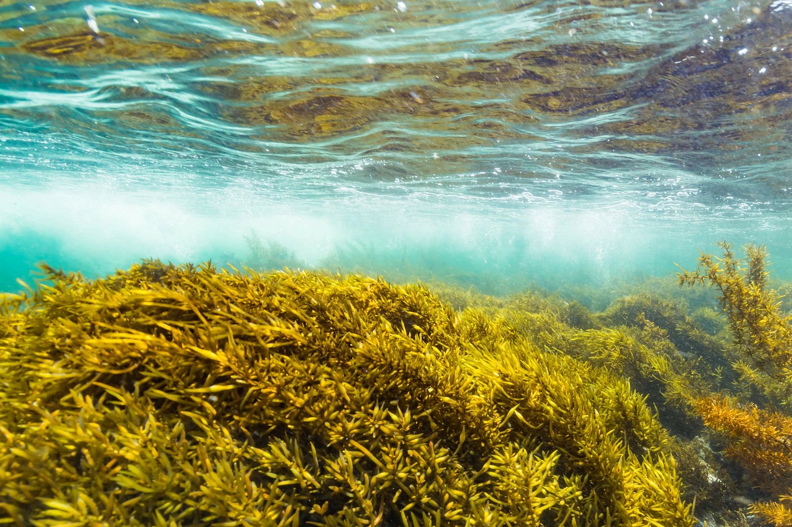 马自达通过海藻制造燃料来维持 Miata 燃烧梦想-豁天游|活田酉 一个专门分享有趣的信息，激发人们的求知欲。