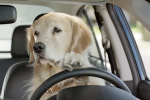 New Hampshire Wants To Stop You From Driving With A Dog On Your Lap