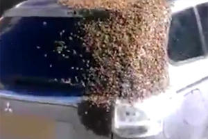 A Swarm Of 200,000 Bees Attacking A Mitsubishi Outlander Is Painful To Watch