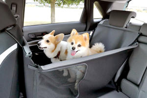 Honda Now Offers Dog-Friendly Accessories